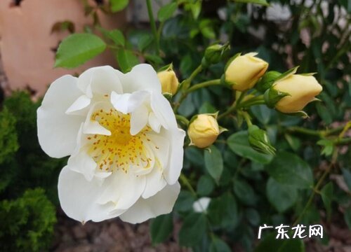 月季喜欢太阳吗