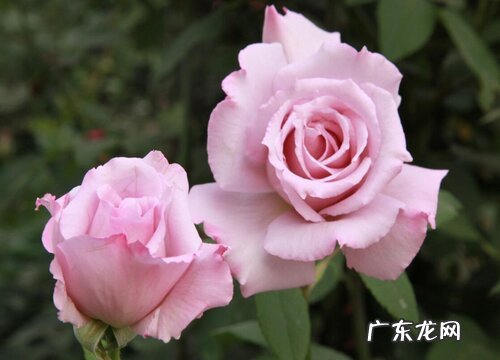 月季喜欢太阳吗