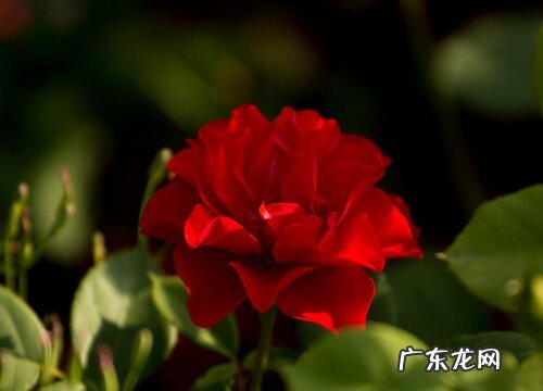 月季喜欢太阳吗