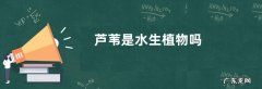 芦苇是水生植物吗