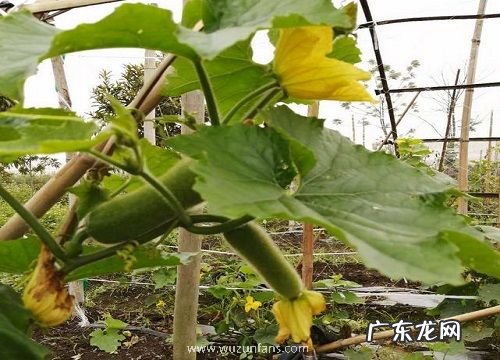 冬瓜什么时候开花结果