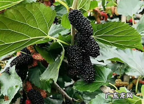 桑树什么时候开花结果