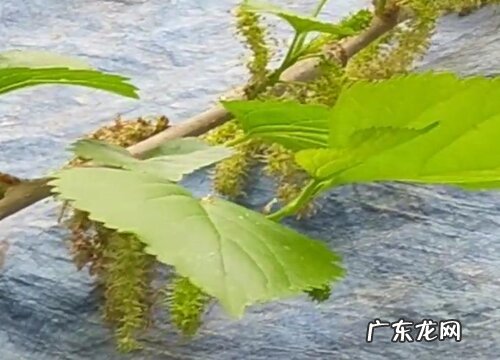 桑树什么时候开花结果