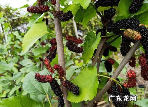 桑树什么时候开花结果