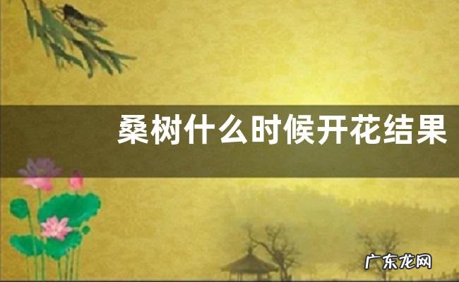 桑树什么时候开花结果