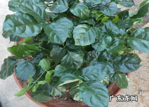 幸福树叶子卷曲原因及补救处理方法