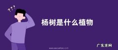 杨树是什么植物