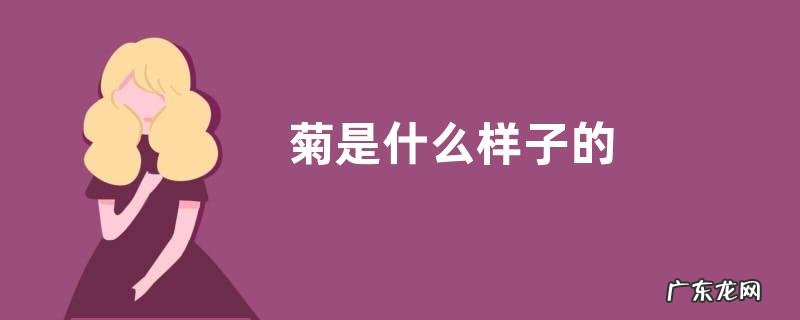 菊是什么样子的