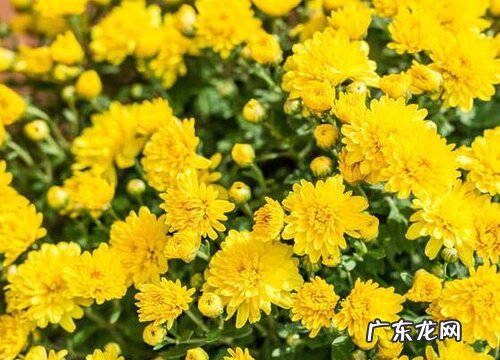 菊是什么样子的