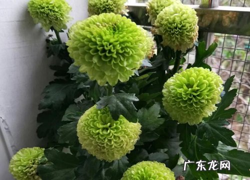 菊是什么样子的