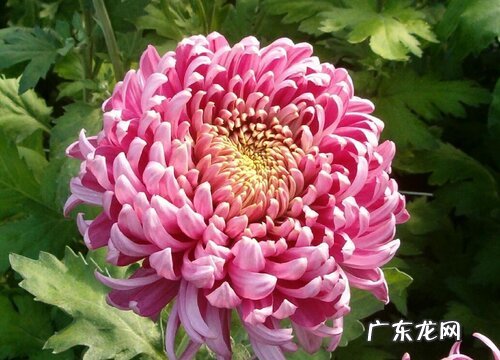 菊是什么样子的