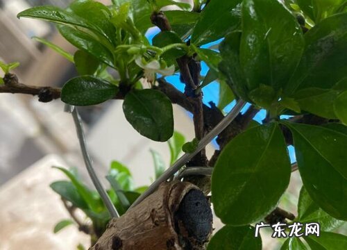 茶树是什么植物