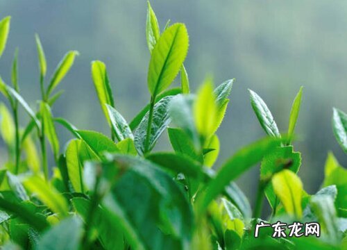 茶树是什么植物