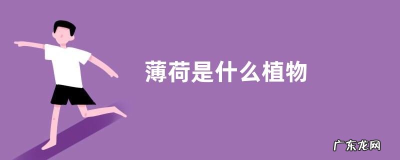 薄荷是什么植物