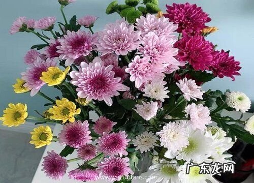 小雏菊鲜花怎么水养
