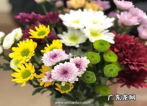 小雏菊鲜花怎么水养