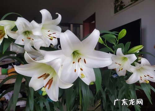 百合是什么样子的