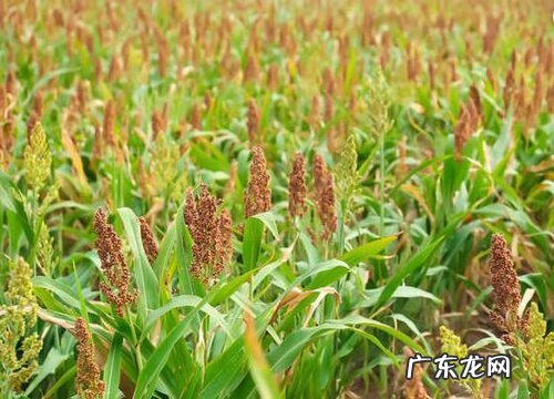 高粱是什么植物