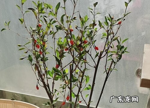 枸杞是什么植物