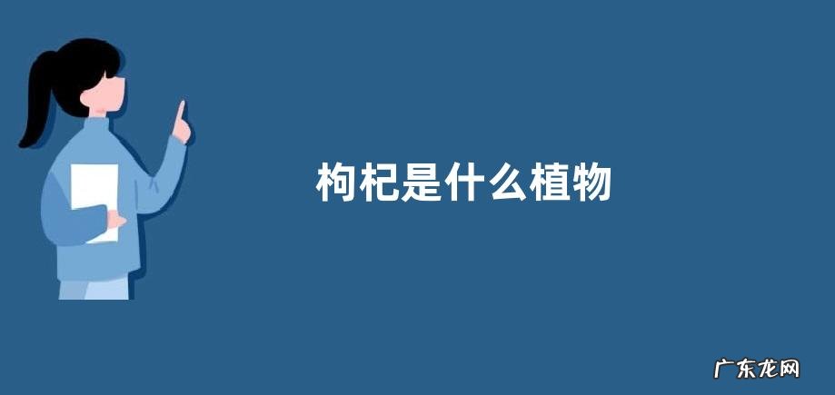 枸杞是什么植物