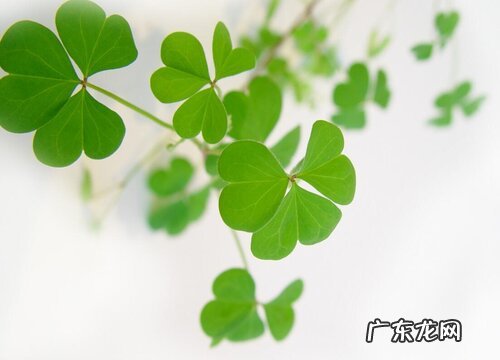 三叶草是什么植物