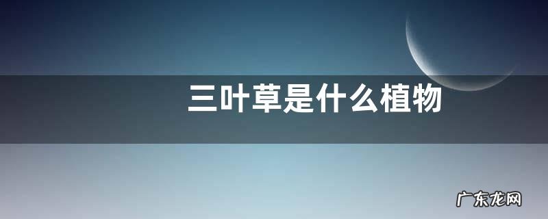 三叶草是什么植物