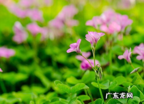 三叶草是什么植物