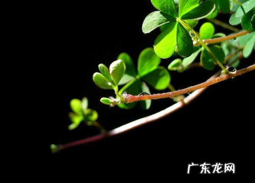 三叶草是什么植物