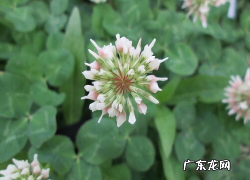 三叶草是什么植物