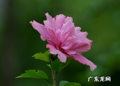 木槿花气味是什么味道