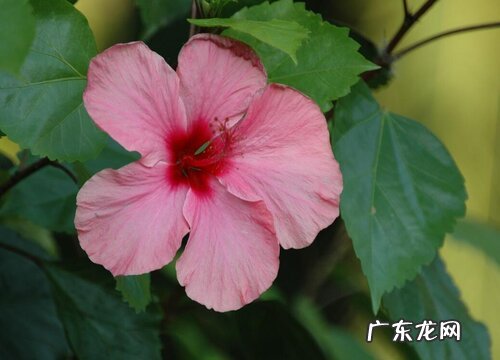 木槿花气味是什么味道