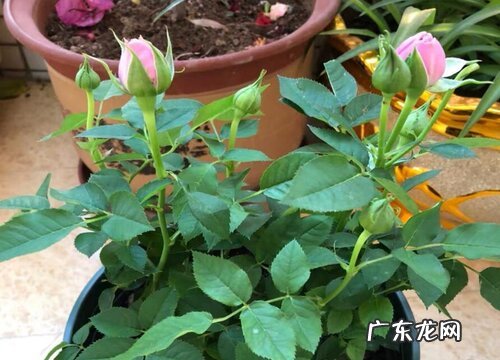 山茶花是树还是花