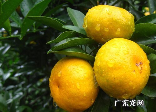 柑橘几年开花结果