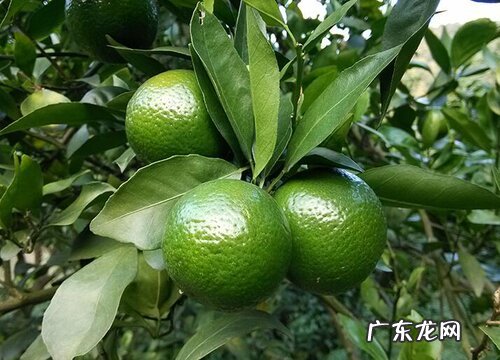 柑橘几年开花结果