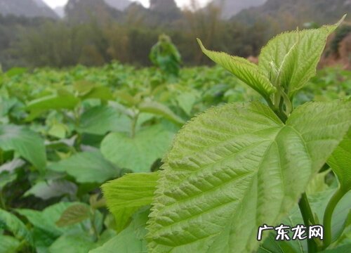 桑树亩产量多少斤