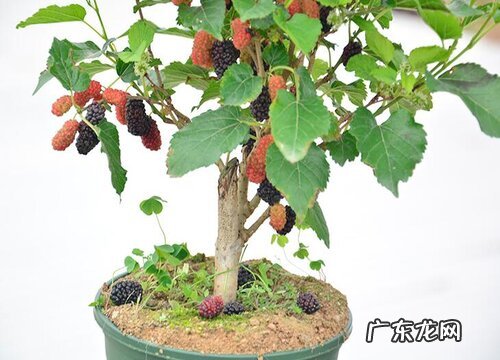 桑树亩产量多少斤