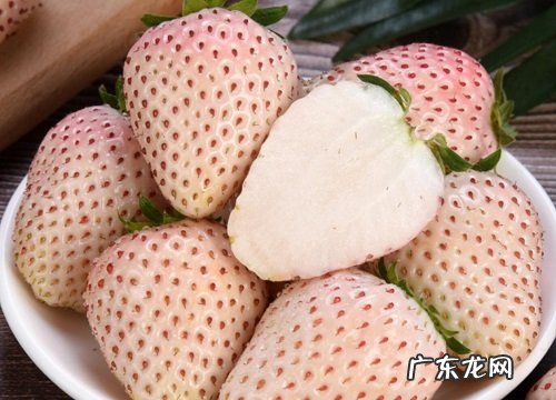 草莓几年开花结果