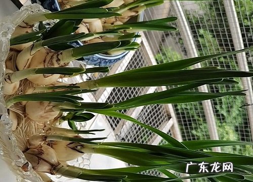 水仙是树还是花