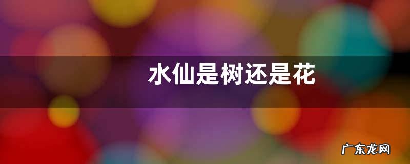 水仙是树还是花