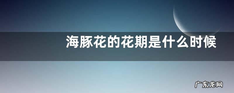 海豚花的花期是什么时候