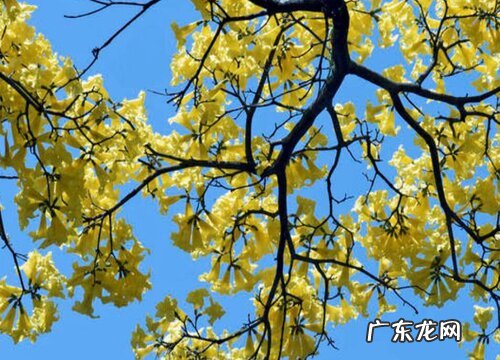 腊梅是树还是花