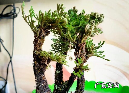 卷柏怎么水培养殖方法