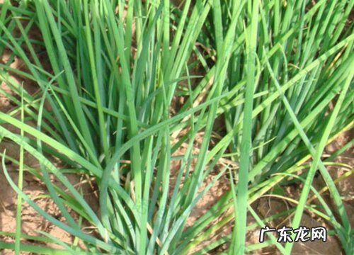 葱是多年生植物吗