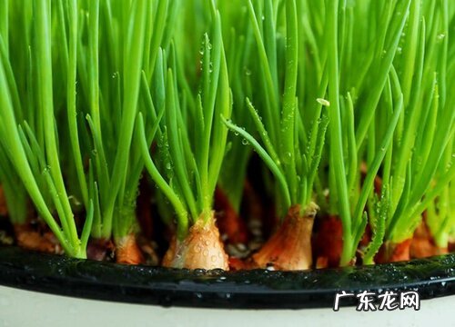 葱是多年生植物吗