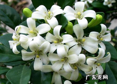 九里香的花期是什么时候