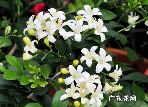 九里香的花期是什么时候