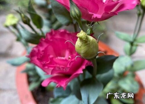 洋桔梗是多年生植物吗