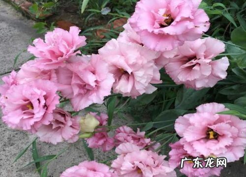 洋桔梗是多年生植物吗