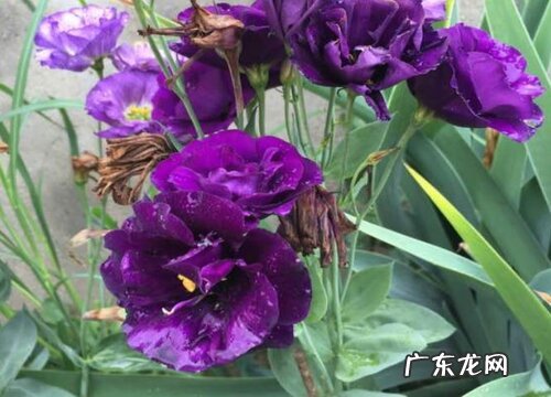 洋桔梗是多年生植物吗