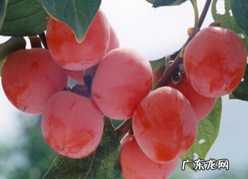 柿子生长环境条件及特点